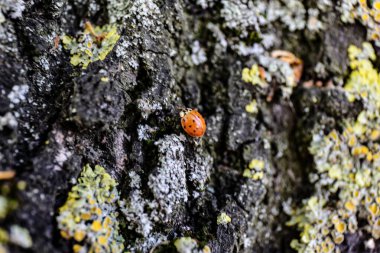 Ağaç gövdesindeki küçük kırmızı uğur böceğinin yakın görüntüsü.