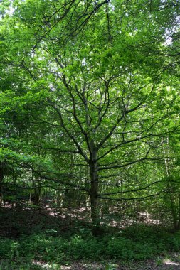 Yeşil ağaçlar, doğadaki bitki örtüsü, ibne silvatica, Avrupa kayın ağacı, ortak kayın.