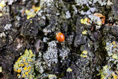 Ağaç kabuğundaki kırmızı böcek.