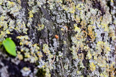 Ormandaki ağaç gövdesindeki kırmızı böcek..