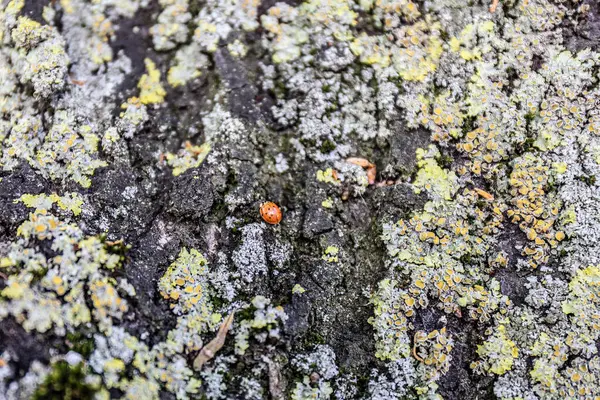 Ağaç kabuğundaki küçük kırmızı uğur böceğinin yakın görüntüsü