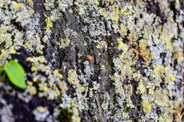 Ormandaki ağaç gövdesindeki kırmızı böcek..