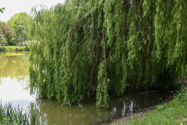 Salix baby lonica, Babylon Willoworeping söğüt