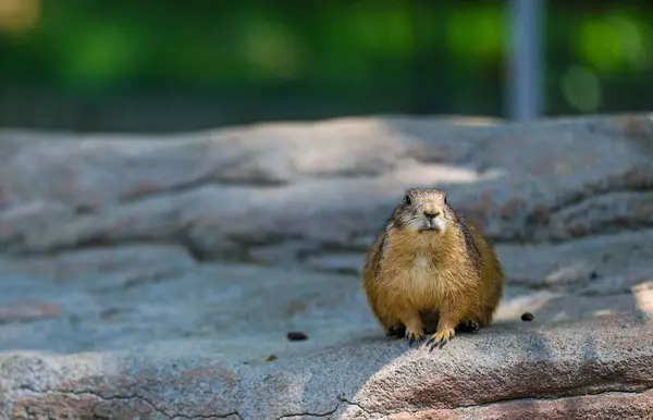 Kahverengi Meksika çayır köpeği (cynomys mexicanus) hayvanat bahçesinde.