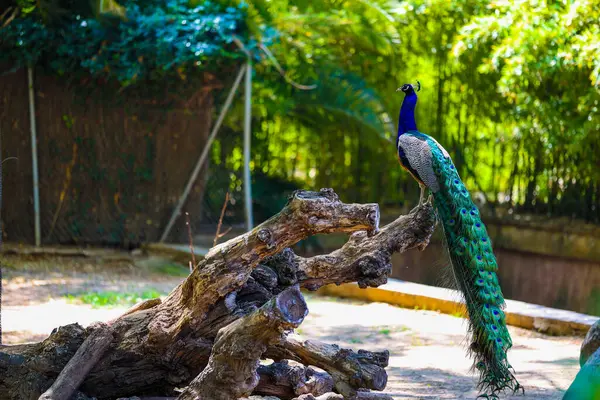 Tavus kuşu Barselona hayvanat bahçesindeki kütüğün üzerinde oturuyor.