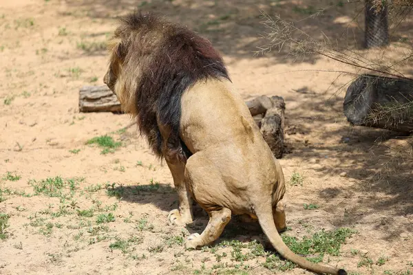 Hayvanat bahçesine kaka yapan aslan