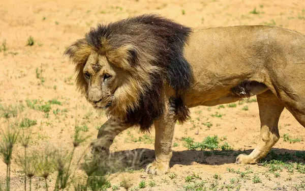 Barselona hayvanat bahçesindeki aslan