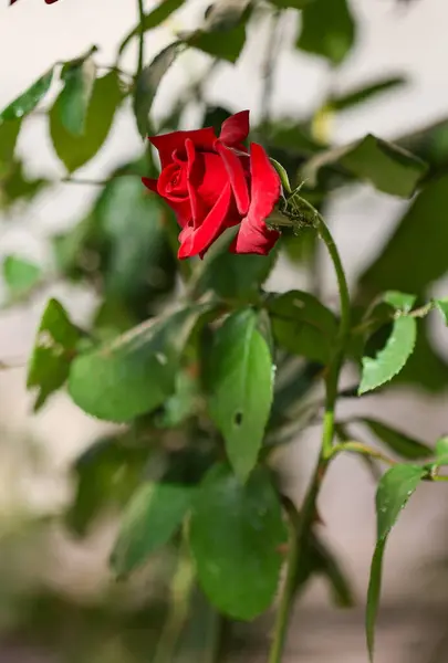 Bahçedeki kırmızı güller