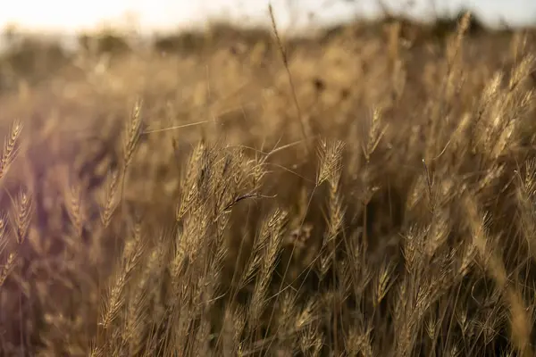 Kuru altın çimenler günbatımında ve gündoğumunda.