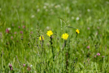 Çiçek tarlası Çayırdaki yeşil çimlerle tuzlanır