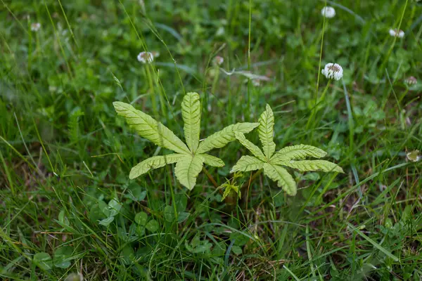 Yeşil çimenler ve beyaz çiçeklerden oluşan arka planda Aesculus hipokastanum yaprakları