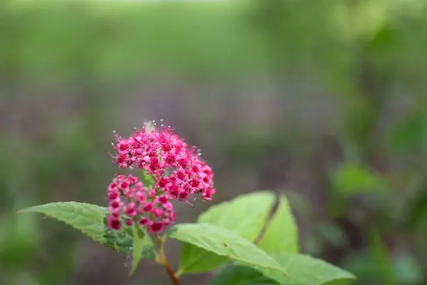Spiraea japonica, Japon Meadowsweet, Japon spiraea in a garden
