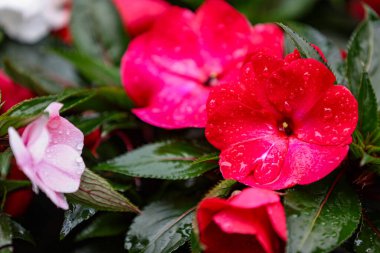 Su damlaları ve yeşil yapraklı güzel kırmızı çiçekler. (Impatiens sultanii) Meşgul Lizzy
