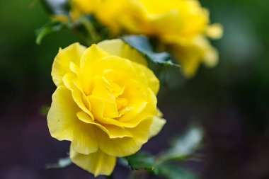 Bahçede güzel sarı bir gül, yakın çekim..