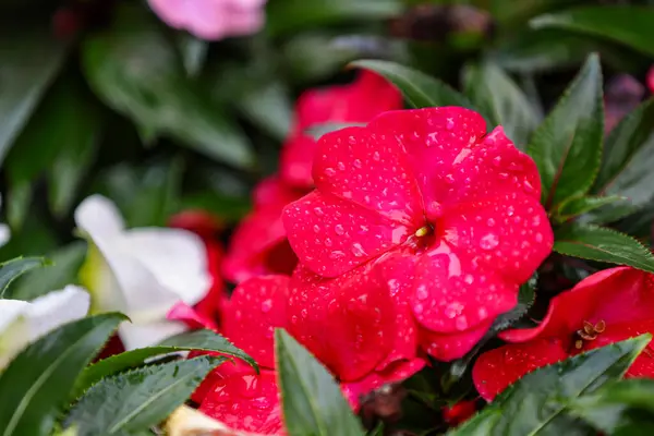 Su damlaları ve yeşil yapraklı güzel kırmızı çiçekler. (Impatiens sultanii) Meşgul Lizzy