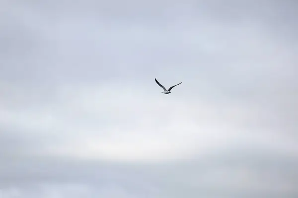 Bulutlu gökyüzünde uçan martı