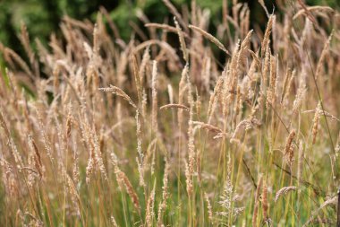 Bir çayırda kuru otlara (kalamagrostis stricta) yakın dur. Seçici odak.
