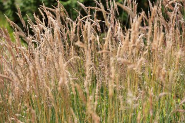 Bir çayırda kuru otlara (kalamagrostis stricta) yakın dur. Seçici odak.