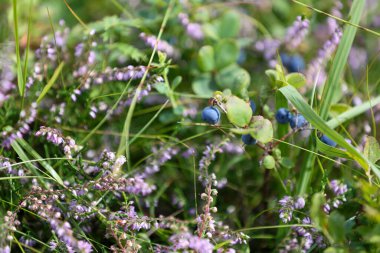 Ormanda mor fundanın arka planında yaban mersini.