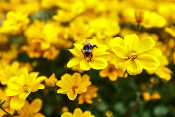 Bee pollinating yellow cosmos flower, coreopsis verticillata in the garden, selective focus and shallow depth of field.
