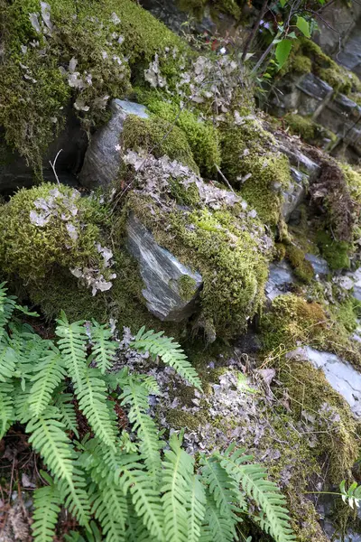 Green moss and fern growing on a stone wall in the forest