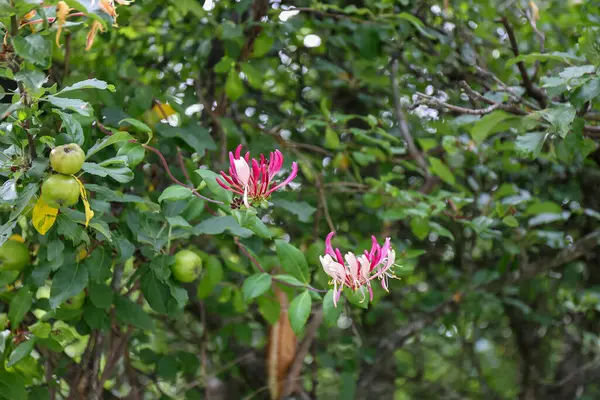 Lonicera caprifolium, the italian woodbine, perfoliate honeysuckle, flowering honeysuckle on an apple tree.