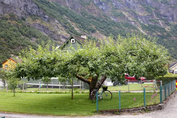Köydeki elma ağacı Sognefjord, Norveç, İskandinavya 'daki Flam