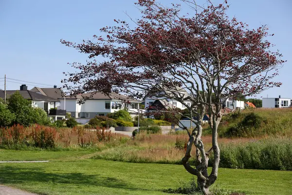 Çimlerin üzerinde kırmızı yaprakları olan bir ağaç, Haugesund, Norveç