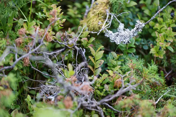 moss and lichen on a branch in the forest in summer
