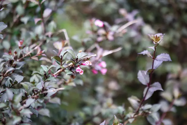 Pembe çiçekleri ve Weigela Florida çalılarının yeşil yapraklarını kapatın..