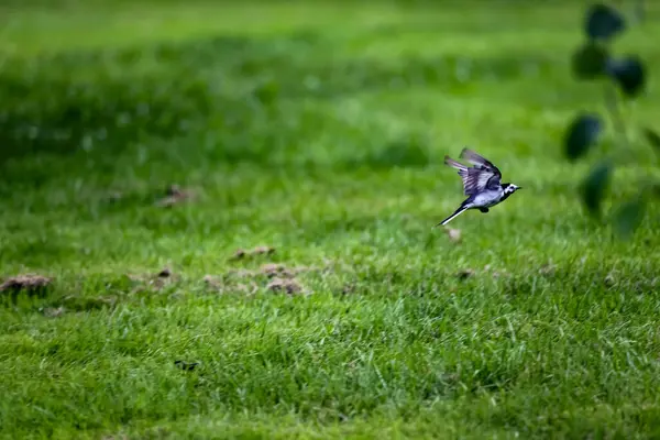Pied wagtail (Motacilla alba) uçuyor