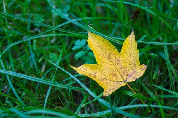 Yellow maple leaf laying on green grass. Autumn vibes