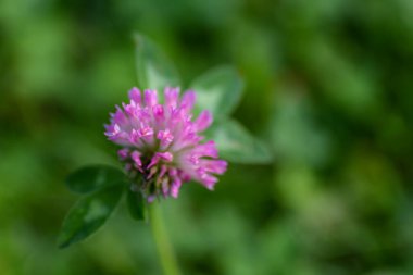 Beautiful flowers of red clover, trifolium pratense, in the meadow. Blurred background, close-up. 