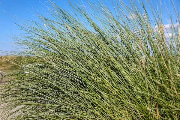 Ammophila arenaria, calamagrostis arenaria, marram grass or European beachgrass. High quality photo
