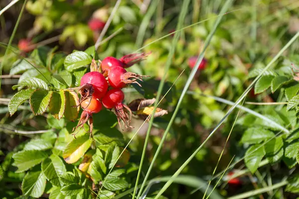 Red wild rose hip in nature in the summer. High quality photo