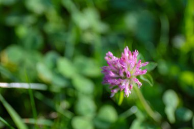 Beautiful flowers of red clover, trifolium pratense, in the meadow. Blurred background, close-up. 