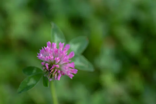 Beautiful flowers of red clover, trifolium pratense, in the meadow. Blurred background, close-up. 