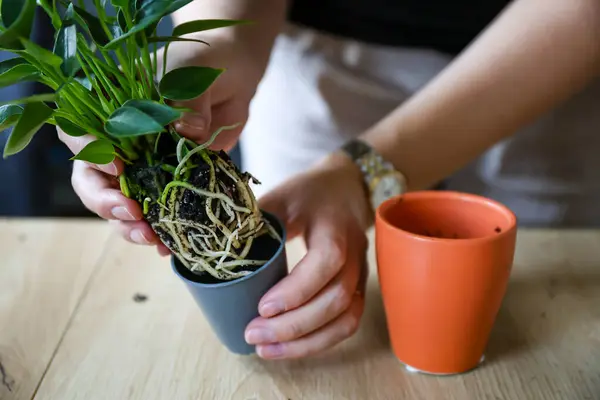 A woman planting Anthurium, close-up . High quality photo