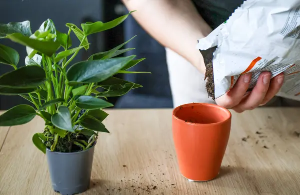 A woman planting Anthurium, close-up . High quality photo