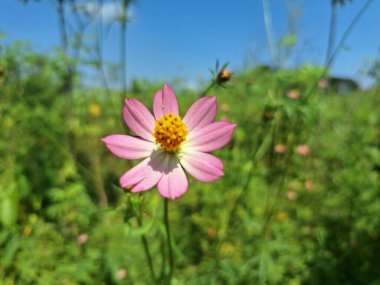 Cosmos karnabahar çiçeği. Yıllık bir bitki, tropikal Amerika 'ya özgü ve şimdi dünya çapında bulunuyor. Yaprakları sebze olarak kullanılır ve geleneksel olarak tıbbi amaçlar için kullanılır.