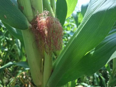 Mısır ipeği. Uzun, parlak, ince bir ipliktir. Mısır koçanının ucundan yetişen iplik gibi. Mısır üreme sisteminin önemli bir parçasıdır ve tozlaşmaya yardımcı olur.