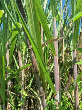 Şeker kamışı ağacı. Şeker kamışı uzun ve uzun ömürlü bir tropikal ottur, esasen şeker elde etmek için toplanan sakaroz kökleri için yetiştirilir. Yoğun olduğu için dev bir ot olarak bilinir.