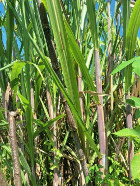 Şeker kamışı ağacı. Şeker kamışı öncelikle şeker üretimi için üretilen, arıtılmış beyaz şeker, kahverengi şeker ve pekmez de dahil olmak üzere çeşitli şeker formlarına işlenen bir bitkidir.