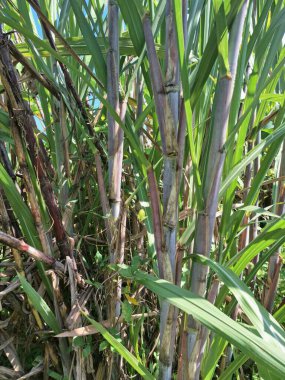 Şeker kamışı ağacı. Şeker kamışı öncelikle şeker üretimi için üretilen, arıtılmış beyaz şeker, kahverengi şeker ve pekmez de dahil olmak üzere çeşitli şeker formlarına işlenen bir bitkidir.