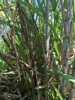 Şeker kamışı ağacı. Şeker kamışı uzun ve uzun ömürlü bir tropikal ottur, esasen şeker elde etmek için toplanan sakaroz kökleri için yetiştirilir. Yoğun olduğu için dev bir ot olarak bilinir.