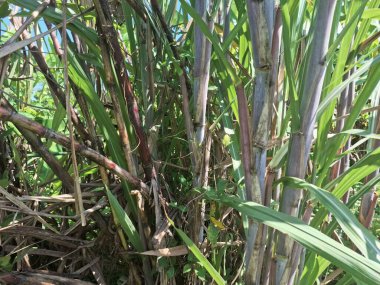 Şeker kamışı ağacı. Şeker kamışı öncelikle şeker üretimi için üretilen, arıtılmış beyaz şeker, kahverengi şeker ve pekmez de dahil olmak üzere çeşitli şeker formlarına işlenen bir bitkidir.