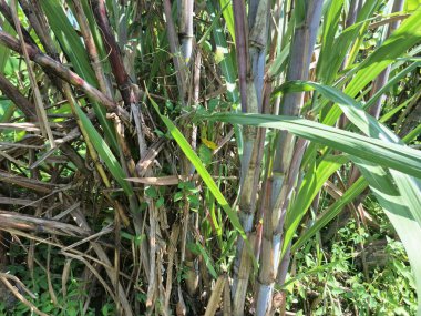 Şeker kamışı ağacı. Şeker kamışı uzun ve uzun ömürlü bir tropikal ottur, esasen şeker elde etmek için toplanan sakaroz kökleri için yetiştirilir. Yoğun olduğu için dev bir ot olarak bilinir.