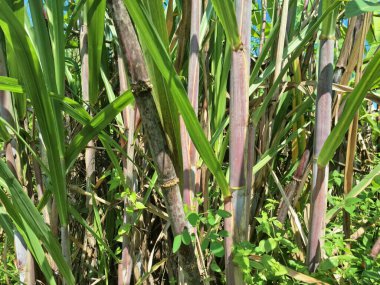 Şeker kamışı ağacı. Şeker kamışı uzun ve uzun ömürlü bir tropikal ottur, esasen şeker elde etmek için toplanan sakaroz kökleri için yetiştirilir. Yoğun olduğu için dev bir ot olarak bilinir.