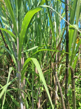Şeker kamışı ağacı. Şeker kamışı öncelikle şeker üretimi için üretilen, arıtılmış beyaz şeker, kahverengi şeker ve pekmez de dahil olmak üzere çeşitli şeker formlarına işlenen bir bitkidir.