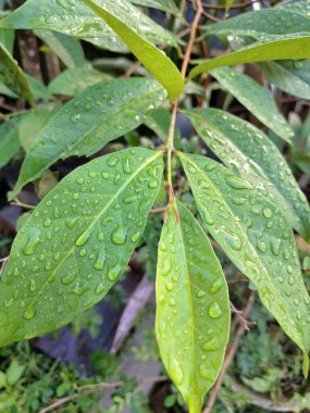 Üzerinde yağmur damlaları olan defne yaprağı. Bu yaprakları pişirme baharatı olarak kullanılan yemyeşil bir bitki. Körfez yaprakları ayırt edici aromaları ve farklı yemeklerde sıklıkla kullanılan eşsiz lezzetleriyle bilinir.